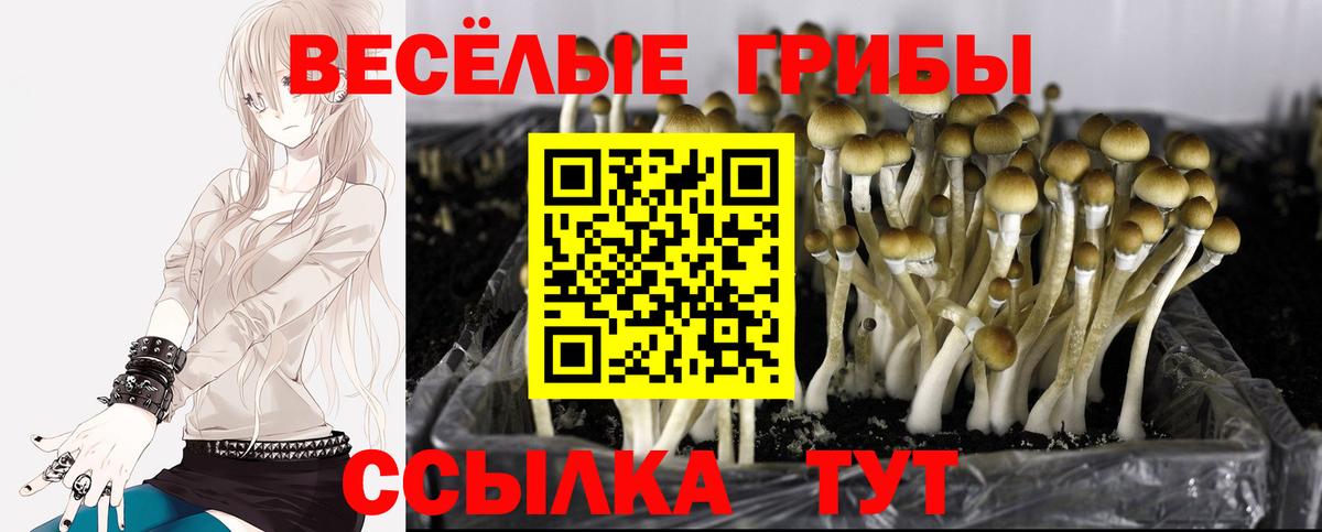 хочу наркоту  Галлюциногенные грибы Psilocybine cubensis  Вход с VPN  Бахчисарай 